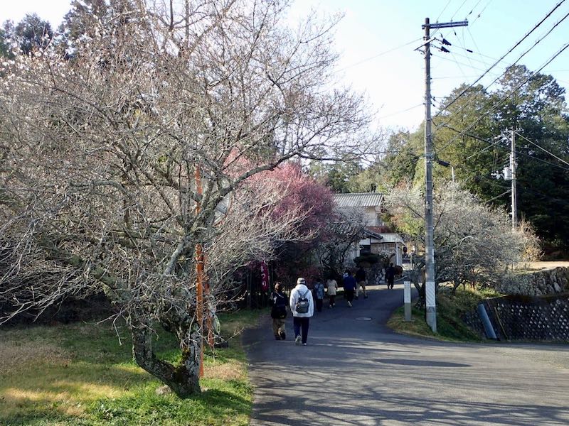 のどかな道を月ヶ瀬梅渓へ