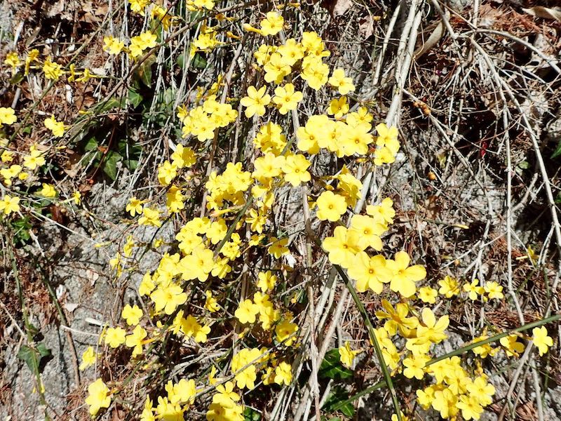 オウバイモドキだろうか？