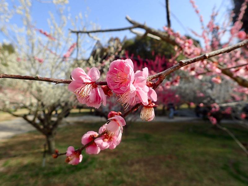 梅の品種園には様々な梅が植わっている