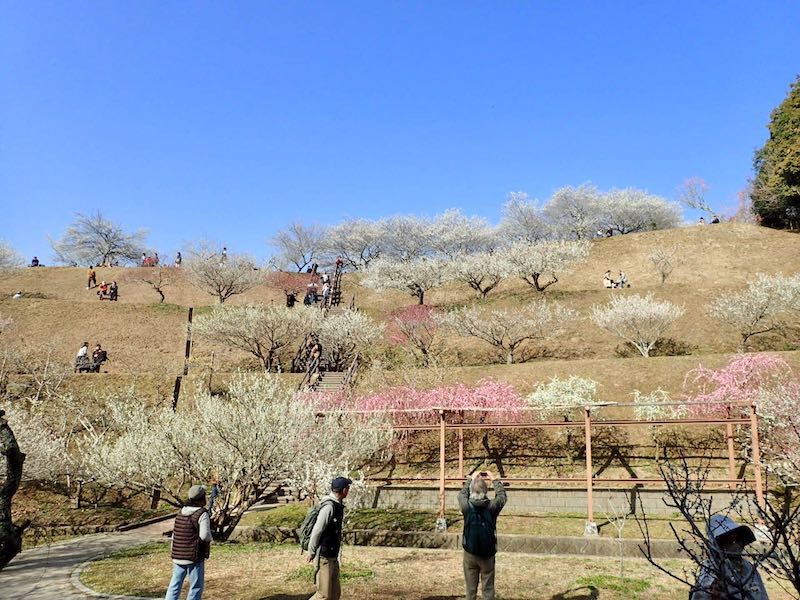 梅の品種園上の丘には早くも腰を下ろしている人たち