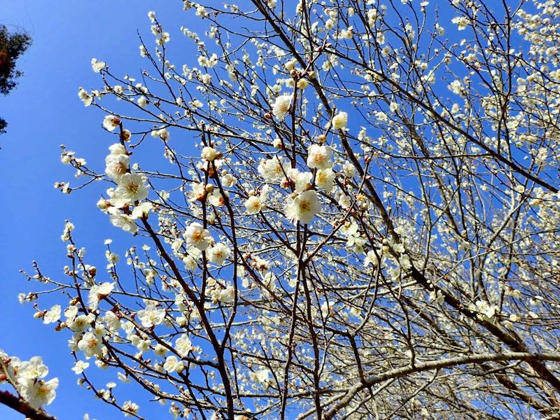 関西の花・3月 月ヶ瀬梅渓が見ごろ　春を満喫できる「梅まつり」