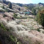 「口の千本」すごい！