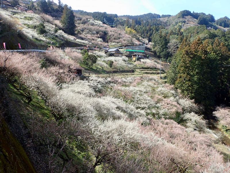 関西の花・3月 賀名生（あのう）梅林　梅の香りがただよう南朝の里