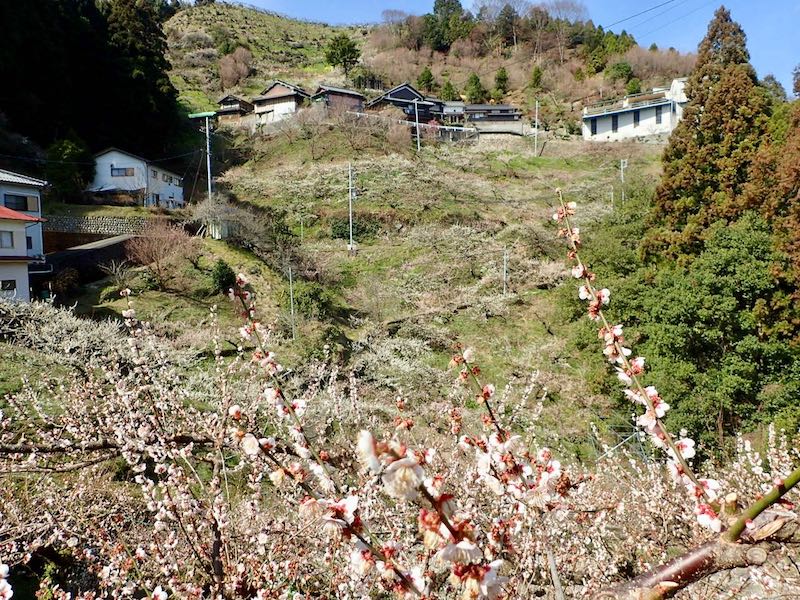 奥の千本あたりは花が咲き始めの感じ