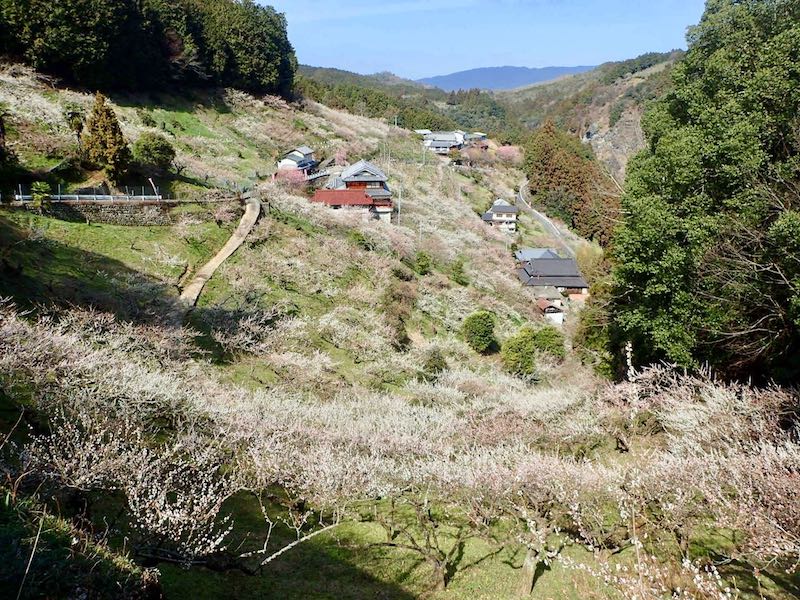斜面全てが梅林だ