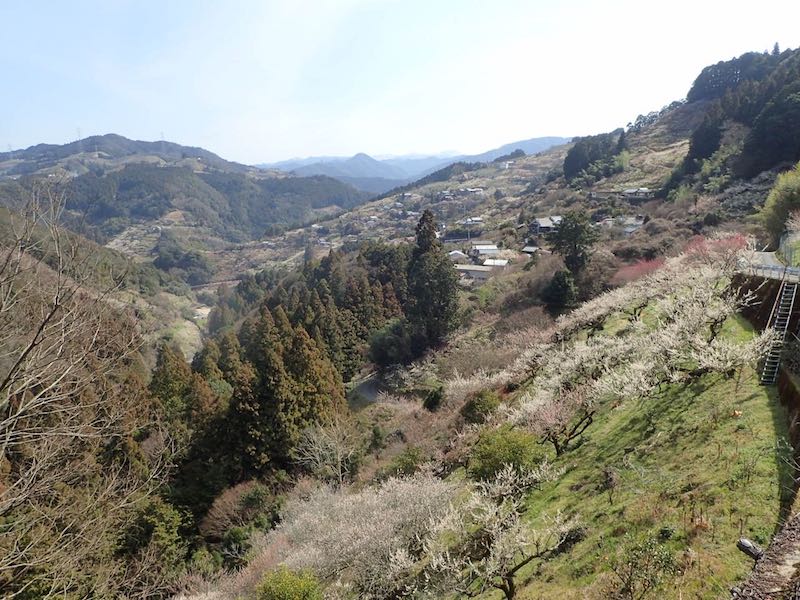 村全体が梅林です