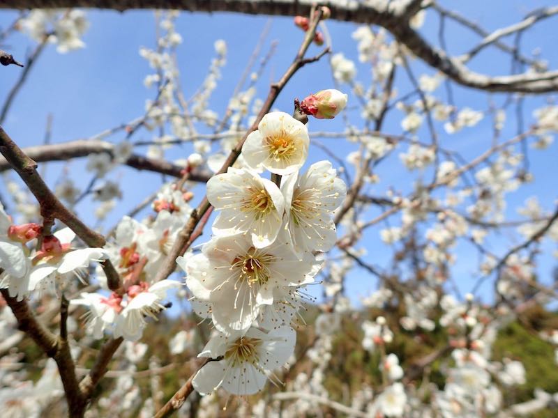 梅の花