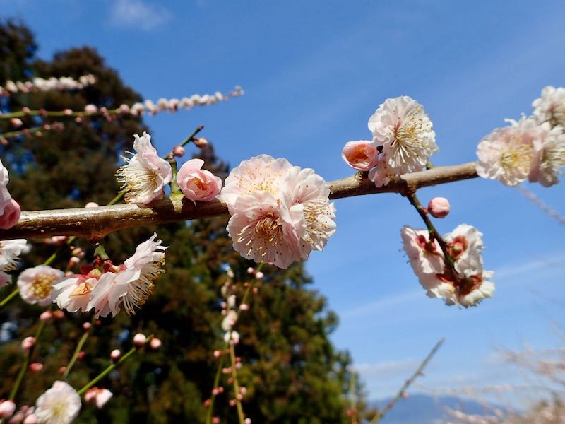 梅の花