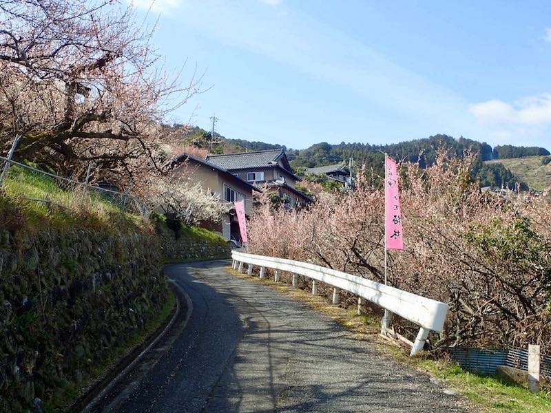 赤い幟を目印に集落につけられた道を行く